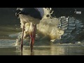 Safari Diaries Croc Vs Stork