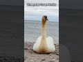Trumpeter Swan HONKS like a CAR HORN!