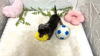 ミニチュアダックスの動画01