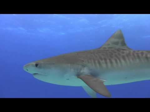 Tigerhai Hurghada Carless Reef