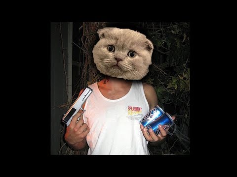 NACHO THE HONORARY ZZZLER | Q&A