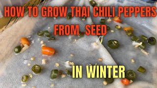 HOW TO GROW THAI CHILI PEPPERS FROM  SEED. IN WINTER ❄️