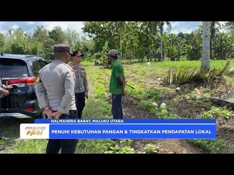POLRES HALMAHERA BARAT TINJAU LAHAN KETAHANAN PANGAN UBI JALAR