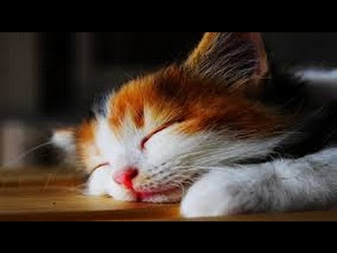 Soothing Music To Calm Agitation and Anxiety of Pets ♥♥♥ Relax and Deep Sleeping For Dogs and Cats