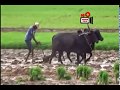 Sri Lankan Traditional Agriculture