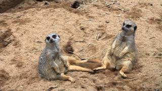 preview picture of video 'Meerkat Clan Part 1, these are the funniest animals to watch! Meerkats at the Atlanta Zoo'