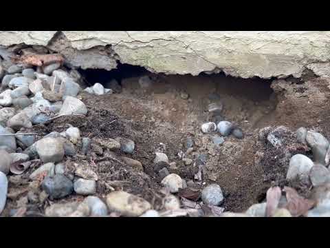 Found a Bunch of Rat Burrows Around the Foundation in Beachwood, NJ