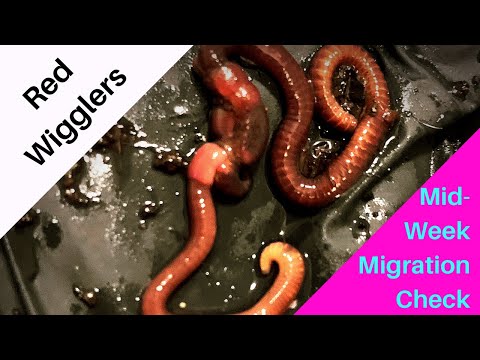 Horizontal Migration of Red Wigglers: Mid-Week Look