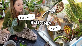 New Begonia Cabinet Setup 🌱 A Haven For My Latest OBSESSION