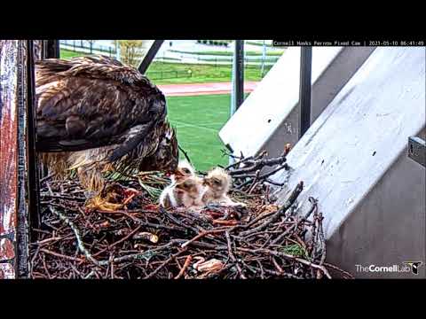 Cornell Red-Tailed Hawks 10.05.2021 06:31