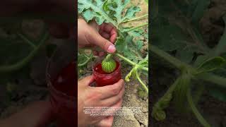 Download lagu Watermelon Growing: DIY Pest Trick 🍉 mp3