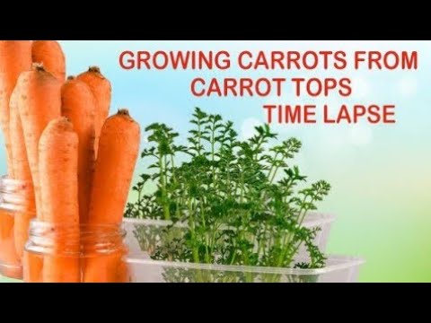 Carrot Growing Time Lapse | Growing Carrots from Carrot Tops | Carrot Time Lapse Cross Section