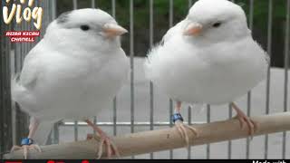 Download lagu Kicau Kenari Rusia !!! Suaranya Aneh tapi Harga jutaan mp3 Download lagu Kicau Kenari Rusia !!! Suaranya Aneh tapi Harga jutaan mp3