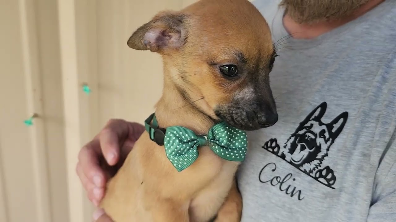 Sean, an adopted mixed breed in Bandera, TX video 4/4
