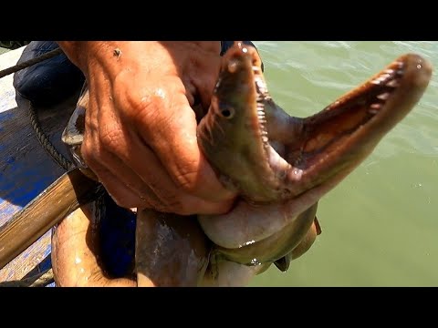 EP260:PART1-MAY MALAKAS NA DUMAWE/PANGINGITANG