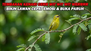 Download lagu PANCINGAN PLECI NEMBAK KENARI CERR WIT WIT WIT NGOTOT, BIKIN LAWAN CEPAT EMOSI DAN BUKA PARUH mp3