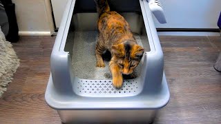 OEBITOR Stainless Steel Litter Box with Lid XL Extra Large for Big Cats REVIEW