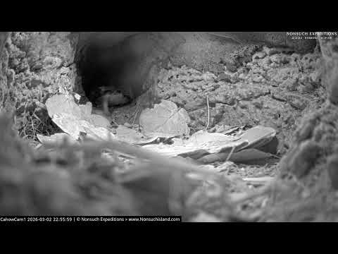 CahowCam1 LiveStream - Nonsuch Expeditions | nonsuchisland.com