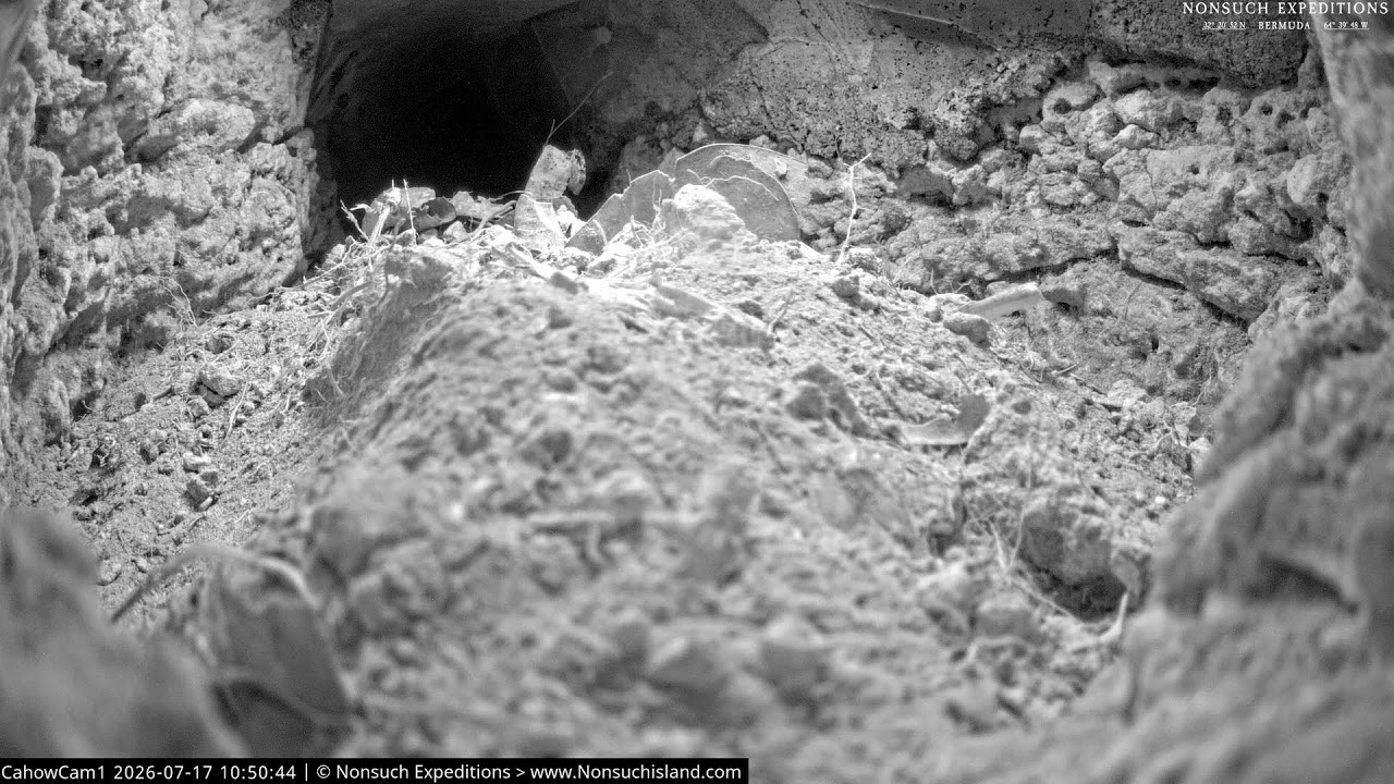 Live webcam view of Madriguera de Cría del Petrel Cahow