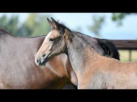 PIROUETTE D'ALTENBACH