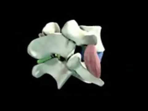 Ligamentos da Coluna Vertebral