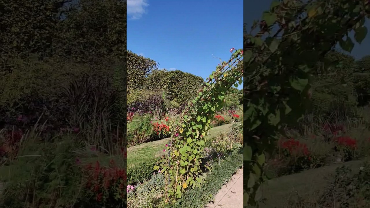 YouTube Short thumbnail