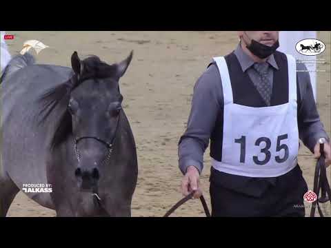 N.135 MARZOOG UMM ALUDHAM - 9th Qatar National AHS for Individual Owners - Yearling Colt (Class ...