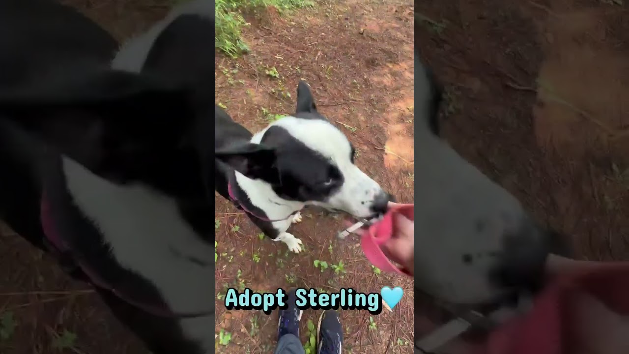 Enlarge Sterling, a Adoptable mixed breed in Ellijay, GA video 3/3