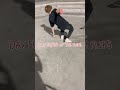 Day 56 365 Of Tre Flips