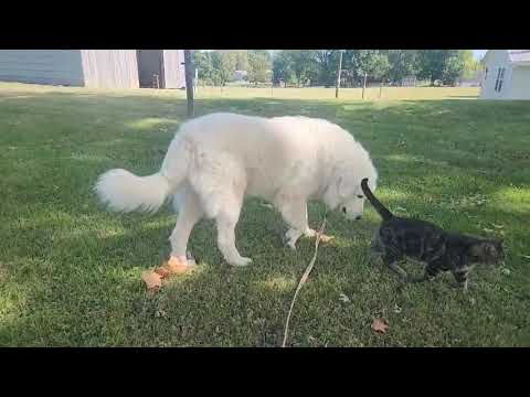 Ansley is good with dogs and cats!