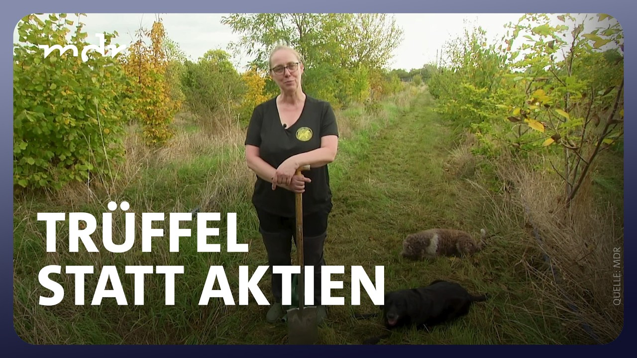 Hier wachsen Tausende Euro unter der Erde | MDR um 4 | MDR