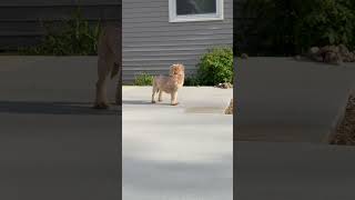 Video preview image #1 Poodle (Miniature)-Unknown Mix Puppy For Sale in Grafton, WI, USA