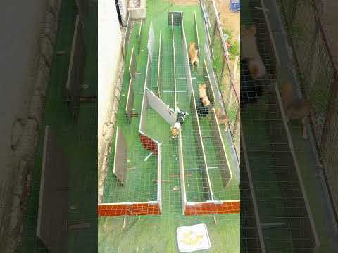 Difficulty: 🍀🍀🍀🍀🍀，Dogs in a maze  #puppy #cute #pets #funny #dog