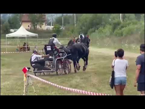 Herghelia Beclean învingatoare Concursul Internațional de Atelaje cu Doi Cai cde la Bodoc, Covasna