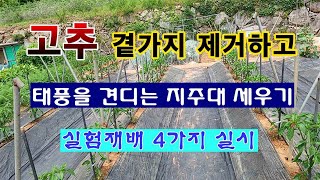 [텃밭농부 1,928]  고추의 하부 곁가지를 제거하고 태풍을 견디는 지주대 세우기.3가지 실험재배. #고추재배