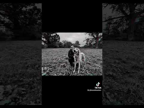 HoundMasters video.