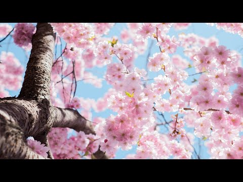 שיר עד - ניחוחי אביב - מילים: אריה אהרוני | לחן: נחום היימן | ביצוע: דוד הדס וחמישיית גלבוע, 1962