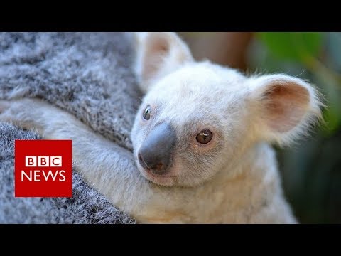 Rare white koala joey on show- BBC News