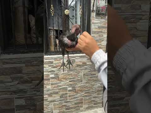 Envío de pollito carioco para Sogamoso Boyaca al señor Iván Gómez 💪