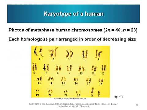 Ch04 Hartwell4e  Part1