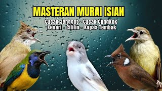Download lagu Masteran Murai Isian Kenari, Cungkok, Cililin, Cucak Jenggot, Kapas Tembak mp3