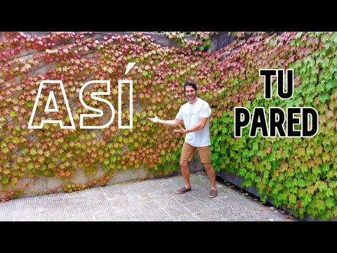 🍁 Colorful CLIMBING plant 🍇 Virginia creeper or Parthenocissus 🍂 CLIMBING plants for WALLS 🌿