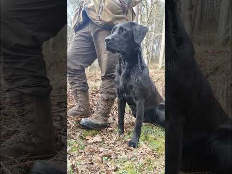 Gundog Training, Labrador Retriever
