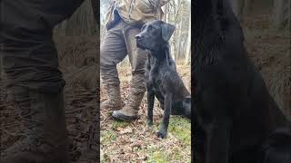 Gundog Training, Labrador Retriever