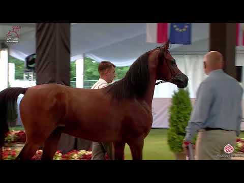 N 129 EDMUND   2020 PRIDE OF POLAND   42nd Arabian Horse National Show   4 6 Years Old Stallions Cla