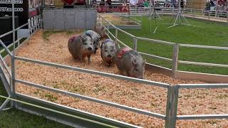 Sarasota (FL) 2019 County Fair GREATEST PIG RACE