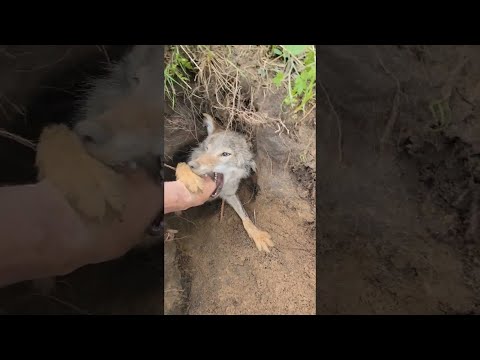 Pet Coyote Denies Friendship During Den Digging || ViralHog