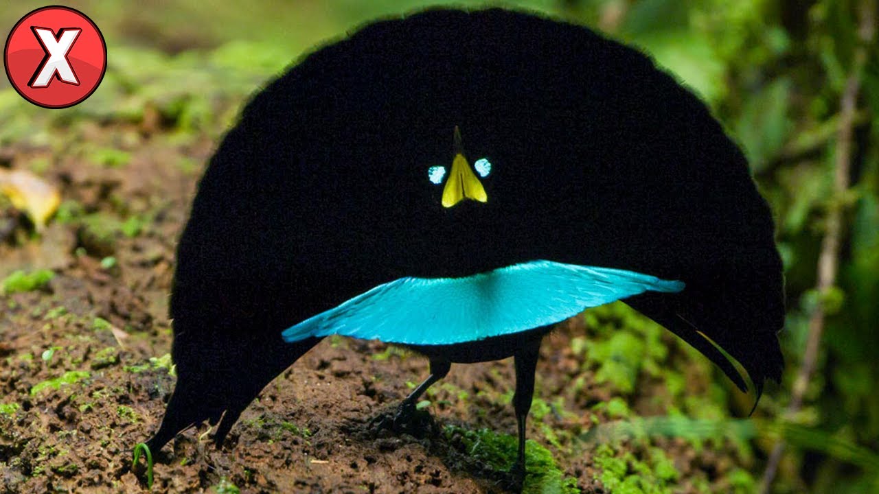 Os PÁSSAROS mais RAROS do mundo