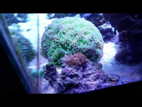 2 Years! - 40 Gallon Reef Tank Update