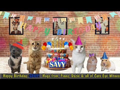 CATS EYE WITNESS NEWS - BIRTHDAY WISHES FOR SAVY